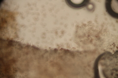 Psathyrella mucrocystis