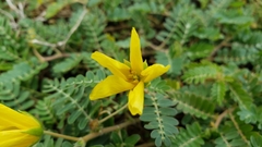 Tribulus cistoides
