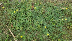Tribulus cistoides