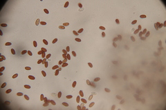 Psathyrella mucrocystis
