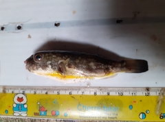 Chelonodontops patoca