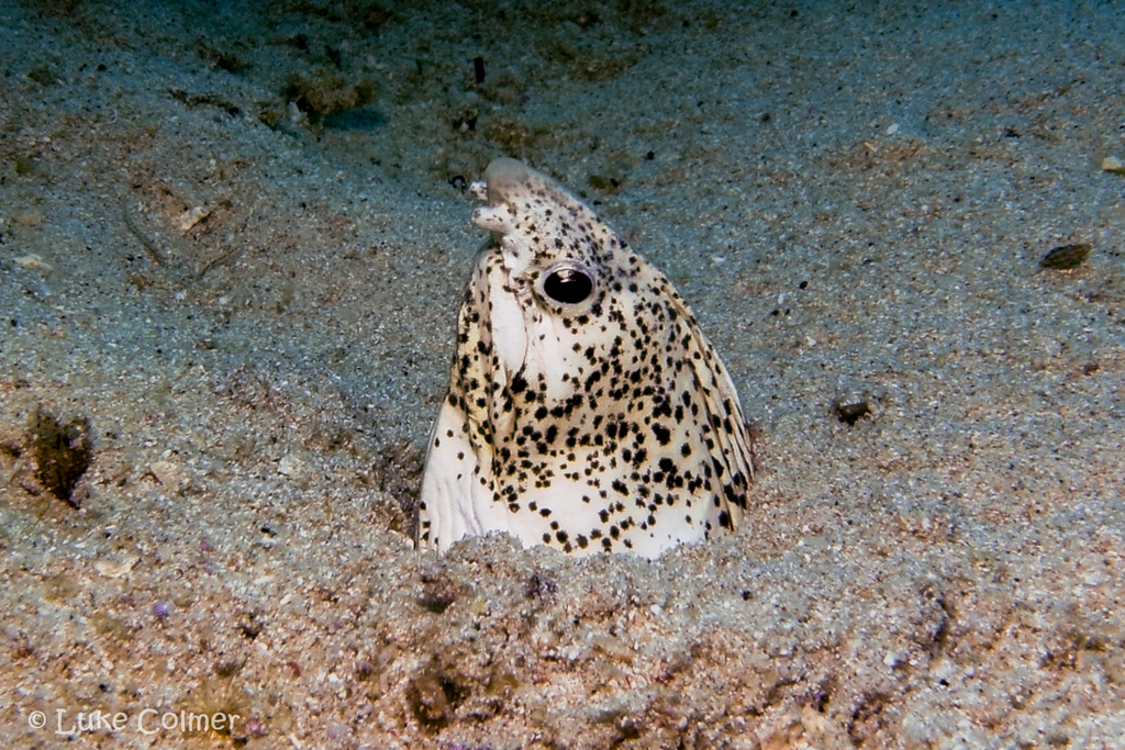Gemarmerde slangaal (Callechelys marmorata) — Ophichthidae