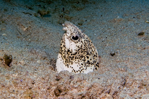 Marbled snake eel (Callechelys marmorata) — Ophichthidae