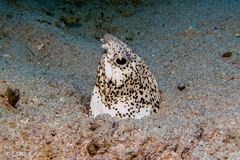 Callechelys marmorata