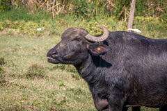Bubalus