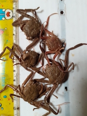 Dorippoides facchino