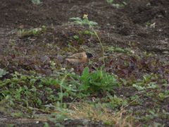 Saxicola maurus
