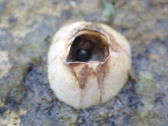Amphibalanus eburneus