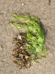 Ulva taeniata