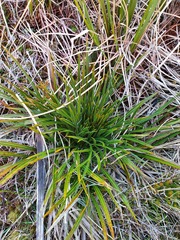 Aciphylla crenulata