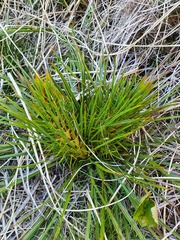 Aciphylla crenulata