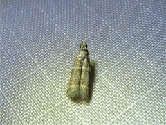 Ephestia columbiella