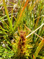 Aciphylla crenulata