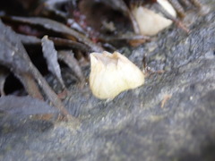 Amphibalanus eburneus