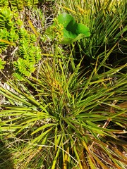 Aciphylla crenulata