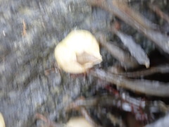 Amphibalanus eburneus