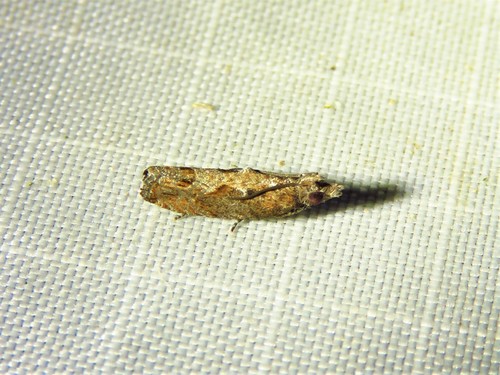 Bayberry Leaftier Moth photo 5