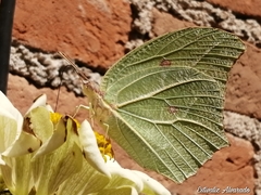 Anteos clorinde