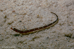 Micrognathus andersonii