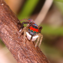 Maratus splendens
