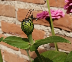 Scudderia mexicana