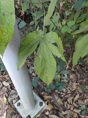 Flemingia macrophylla