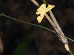 Corymica