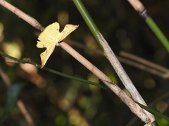 Corymica