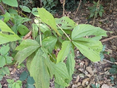 Flemingia macrophylla