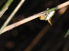 Corymica