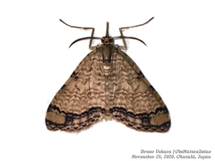 Episteira nigrilinearia