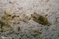 Cephalaspidea
