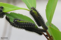 Apareophora forsythiae