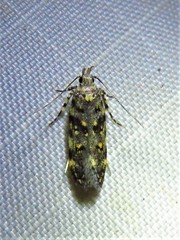 Chionodes emptor