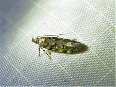 Chionodes emptor