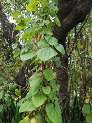 Dioscorea bulbifera image