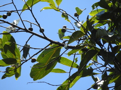 Cryptocarya hypospodia