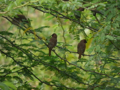 Lonchura punctulata