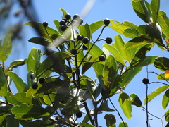 Cryptocarya hypospodia