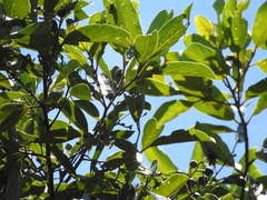 Cryptocarya hypospodia