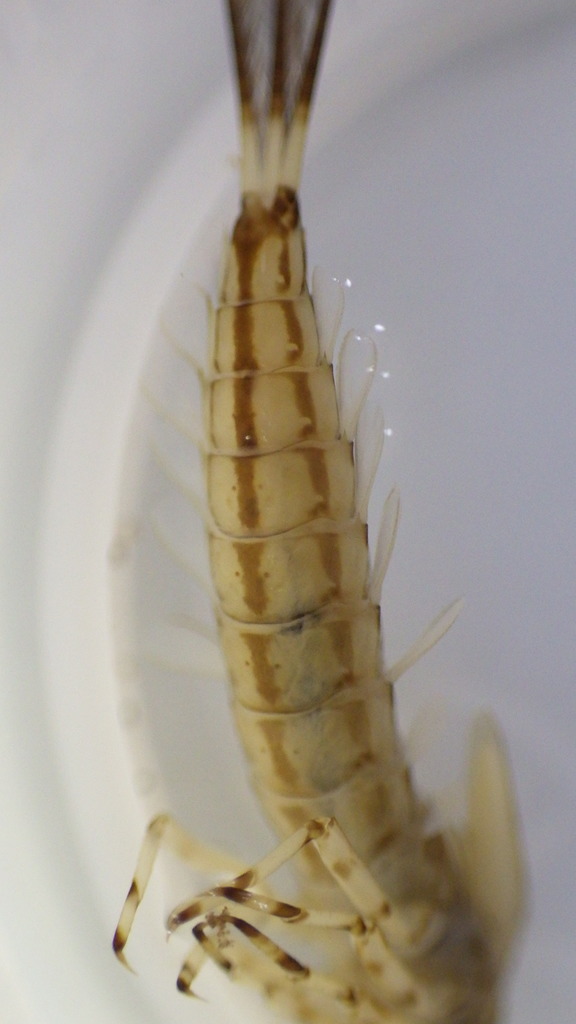 Ameletus lineatus