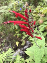 Salvia cinnabarina