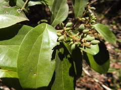 Cryptocarya triplinervis triplinervis