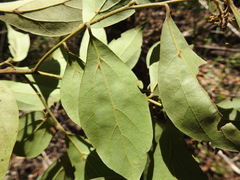 Cryptocarya triplinervis triplinervis