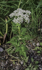 Conioselinum