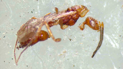 Anoplolepis gracilipes