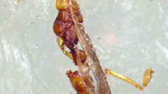 Anoplolepis gracilipes