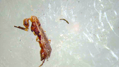 Anoplolepis gracilipes