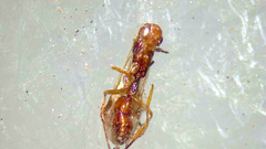 Anoplolepis gracilipes