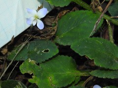 Viola diffusa
